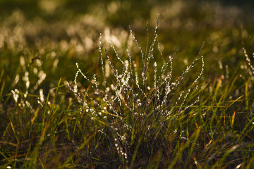 Water drops on the bush.