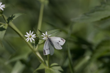 Kohl-Weißling sitzt auf Blume