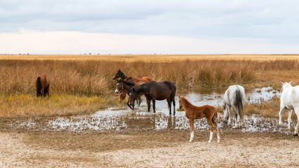 Wild horses at awaterhole in kazakh steppes.