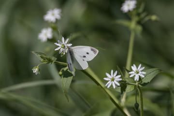 Kohl-Weißling sitzt auf Blume