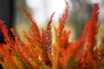 Autumn red heathers, autumn landscape.