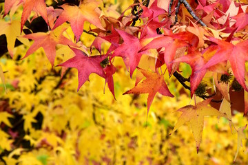 Atemberaubende Farben im Herbst