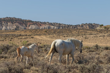 Obraz premium Wild Horse Mare and Foal