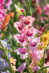 Gladiolen (Makro)