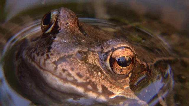 Extreme macro portrait of green frog sitting in the water. 4K shot of animal in natural habitat.
