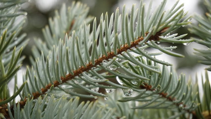 branch of an evergreen tree