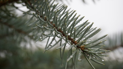 pine branch with water drops