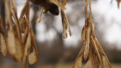 dry leaves closeup