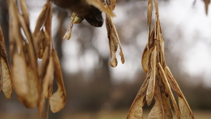 dry leaves closeup