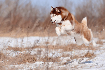 Gorgeous red siberian husky dog jumping flying high over ground in winter landscape