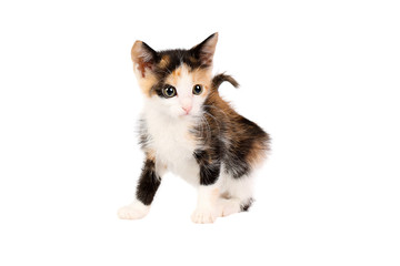 Studio shot of an adorable two months old calico kitten, looking curiously, isolated on white background