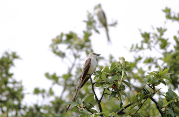 Scissor-tailed Flycatcher