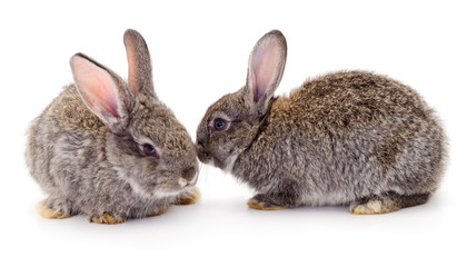 Gray rabbits isolated