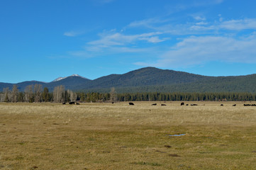 Grazing cattle in a missing volcano