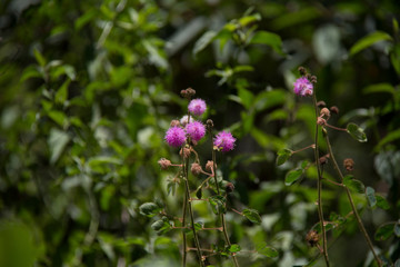 purple flowers in the garden