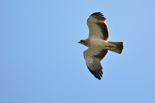 Booted eagle (Aquila pennata), Greece