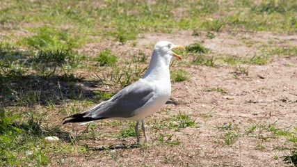 bird, seagull, gull, animal, sea, nature, white, beak, wildlife, , feather, water, grass, standing, birds, seabird, wing, wings, wild, coast, feathers, grey