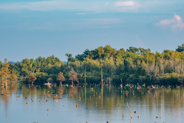 Louisiana lake landscape