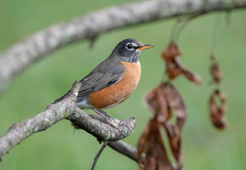 American robin