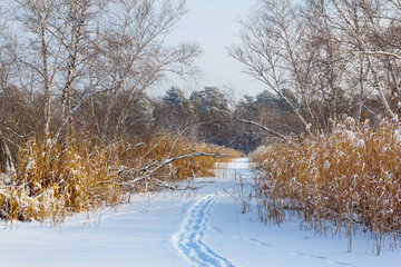snowbound forest glade scene