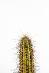 punta de cactus sobre pared blanca en lanzarote