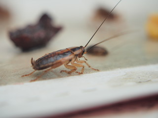 A cockroach stuck to the sticky paper. Domestic insect.