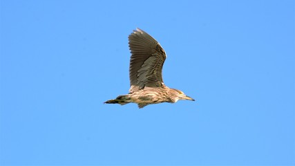 Bird in Flight,fly,sky,wing,wildlife,prey