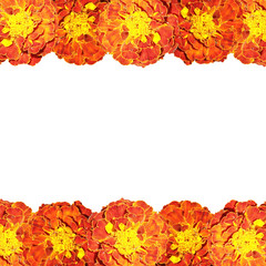 Beautiful floral background of marigolds 