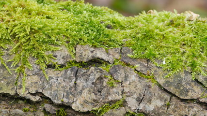 green moss grows on the cracked surface of the stone macro shot