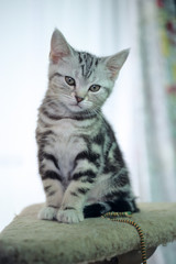 Naklejka na ściany i meble Kitten - 子猫