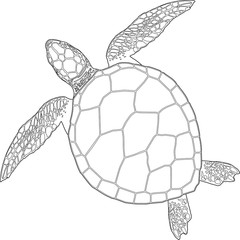 contour of a sea turtle on the isolated white background