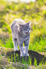 Naklejka na ściany i meble young cat important walks on a bright green spring meadow on a Sunny day and meows loudly