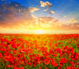 Plakat beautiful red poppy field at the sunset
