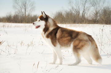 Nothern sledding dog siberian husky side standing in winter snow field