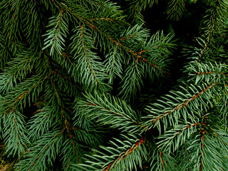 Nice fir branches. Close up. Wonderful background for your text. Christmas decoration. Winter...