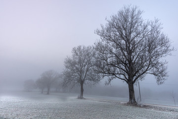 Morgenstimmung im Nebel Tuningen