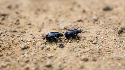 dung beetles chasing each other on rough sand