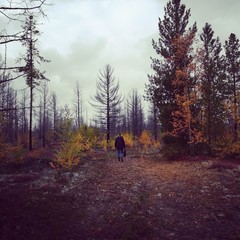 Следы пожара в лесу