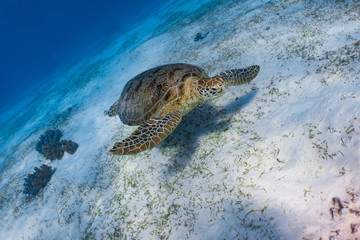Adult green sea turtle slowly swimming in the sandy reef closeup