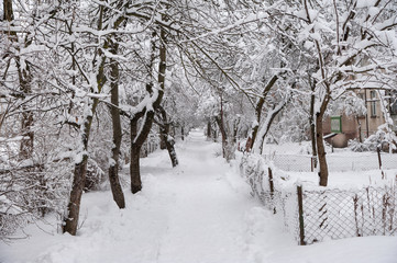 Winter trees in the snow. Beautiful winter landscape with snow. The trunks and branches of winter trees.