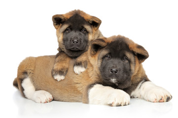 American Akita puppies posing