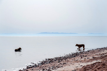 Two dogs cooling themself down in the sea one hot morning.  Sunrise on the Red sea. South Sinai. Dahab.
