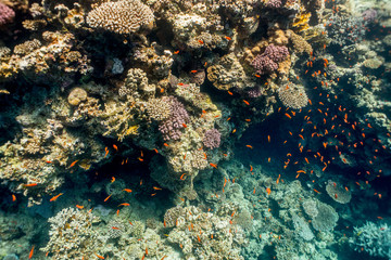 Naklejka na ściany i meble Coral reef with flock of red fishes. Red sea. South Sinai. Blue hall.