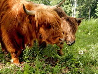 Scottish highland cattle on the pasture