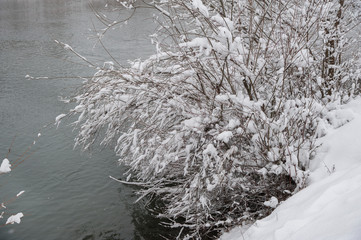 Beautiful winter scene on  river after heavy snowfall. Branches of trees and shrubs loaded with snow after heavy snowfall.