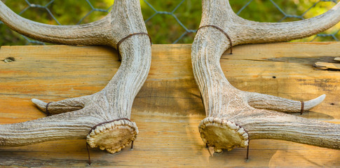 detail of deer horns / bone base and branching of the horns of a deer