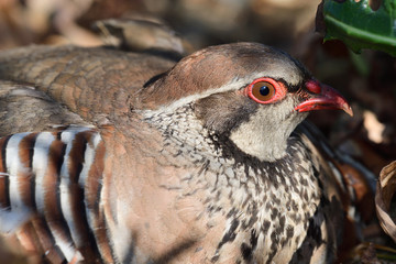 Close up of a red legged partridge (alectoris rufa) sitting on the ground