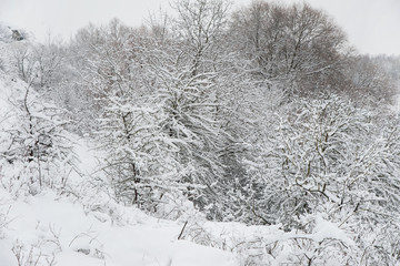 Beautiful snowy winter. Winter background, texture of the branches in the snow.