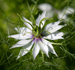 Macrophotographie de Nigelle de Damas - Nigella de Damas damascena