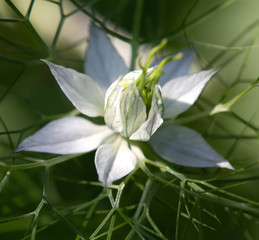 Macrophotographie de Nigelle de Damas - Nigella de Damas damascena